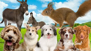 Discover Amazing familiar animals life: donkey, squirrel, dog, elephant, tiger, duck