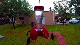 Hummingbirds Fall Migration (South Texas)