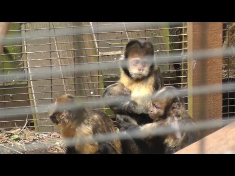 Video: Kapucijnaapjes: kenmerken van thuishouden