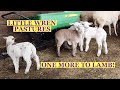 SHEEP TALK &amp; MORNING CHORES