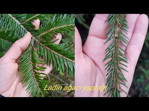 Ladin ağacı (Picea abies) akciğerler için çok şifalı.