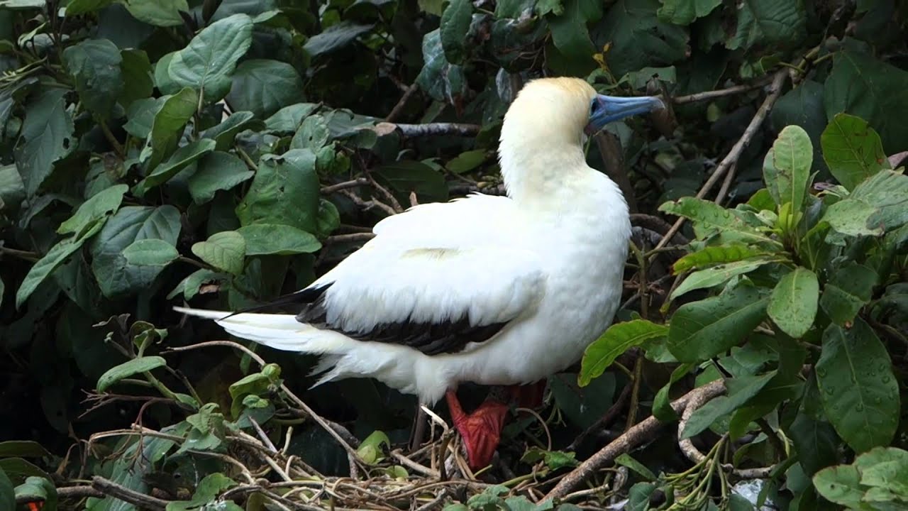 Belize Birds and Lighthouse Reef 2016