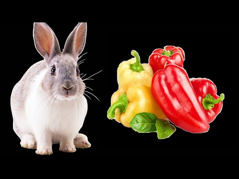 Можно ли кроликам болгарский перец и ботву от перца