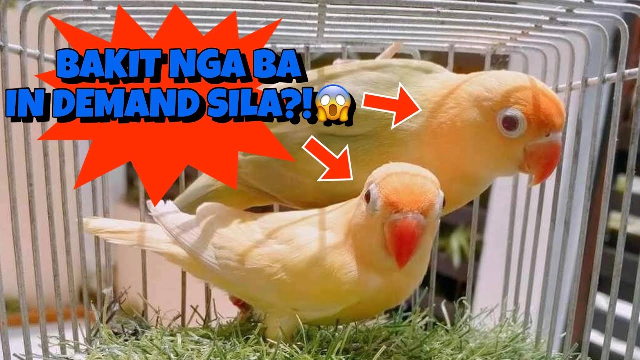 Bakit In Demand ANG PB OPA PF?