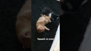 Cute Cat Brawl