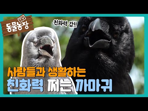 ‘친화력 甲’ 사람들 틈에서 생활하는 까마귀 깜순이! I TV동물농장 (Animal Farm) | SBS Story