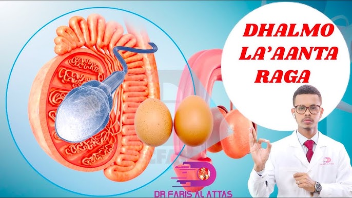 Redhead joja Siri uning barcha teshiklarida katta xorozni his qiladi Redhead joja Siri uning barcha teshiklarida katta xorozni his qiladi