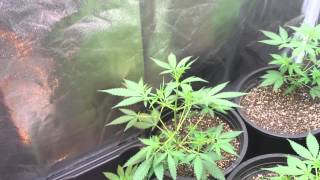 PFB week 4