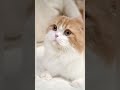 Trilha sonora do canal: "Gone For Days", OTE #rock #indie #indiemusic #postpunk #cat #cats #gatos