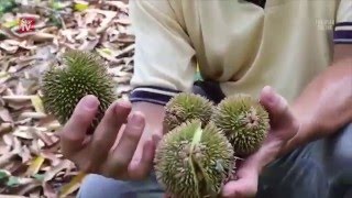 Durian harvest expects to drop, if hot weather persists