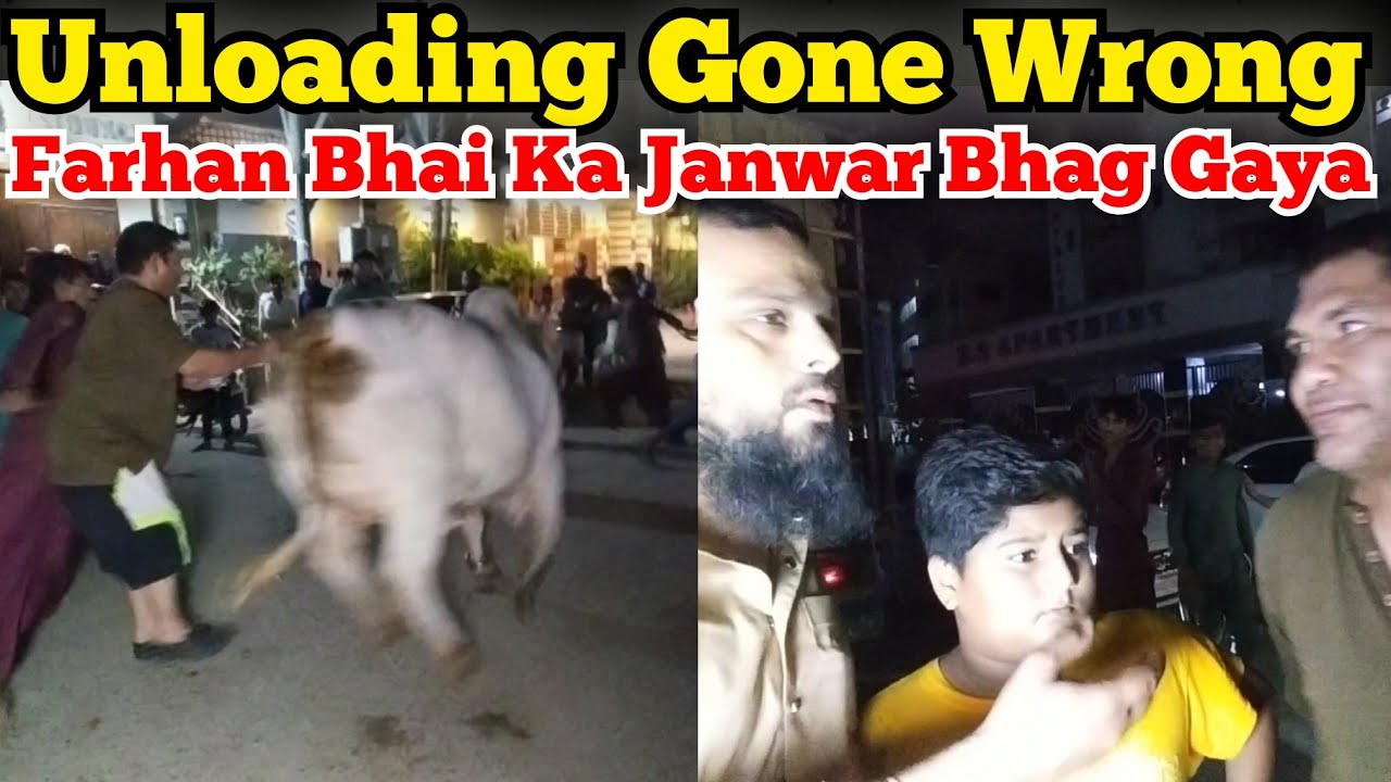 Farhan Bhai K Janwaron Ki Unloading Heavy Bachri Bhag Gayi || Amazing Cattles Pakistan