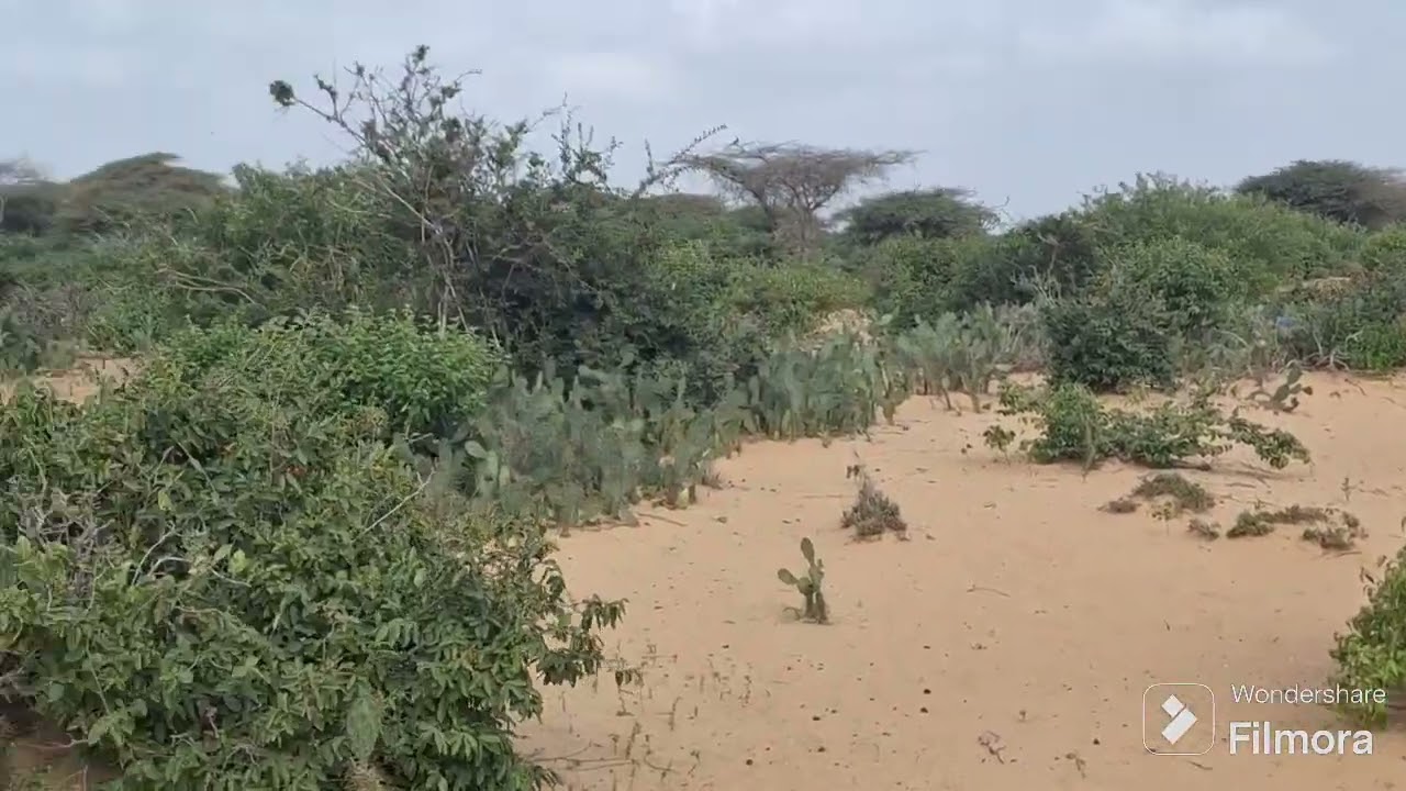 BOSAS HARAY LO IIB SADAY OO QIMO FICAN KORAY