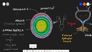 Urinary system (Part 4) - Ureter & Urinary Bladder