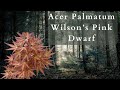 The stunning beauty of acer palmatum wilsons pink dwarf japanese maple