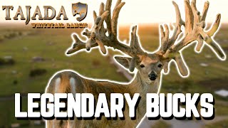 Texas Farm has GIANT Bucks!! | Tajada Whitetails