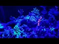 aquarium reef. polyps have opened