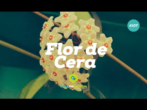 Vídeo: Hoya - hera de cera. Manutenção, cuidados, transplante