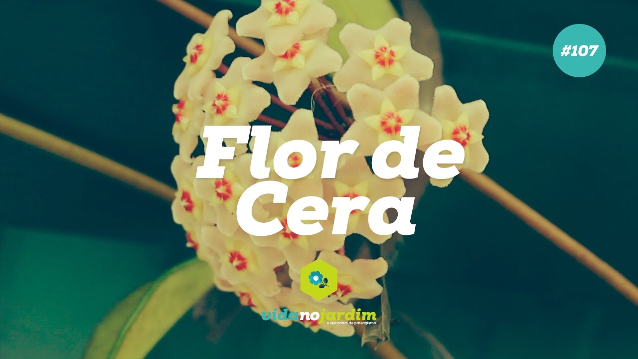 Como Cuidar Da Flor De Cera Hoya Carnosa Youtube