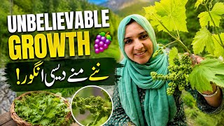 We Never Expected THIS Many Grapes 😱 | Organic Vineyard Update 2026🍇 | Village Life Vlog Gilgit 😍