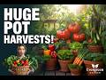 10 Vegetables That Grow Better in Pots Than in the Ground (Most Gardeners Don't Know This)