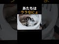 ねこなにょ~ #americanshorthaircat #cat #cute #funny #子ネコ #ねこ #猫のいる生活 #アメショのララ #ネコ #short