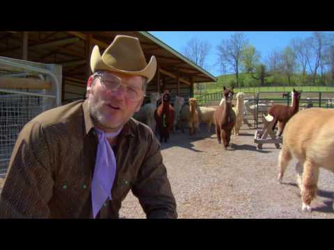 Meet The Cleverlys - Alpaca