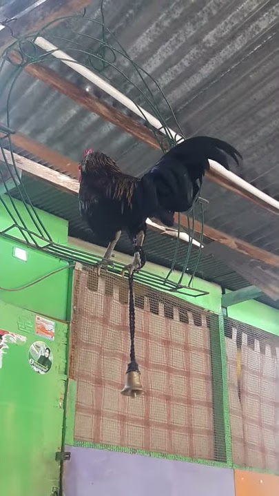 Ayam kekok masih muda suara emas