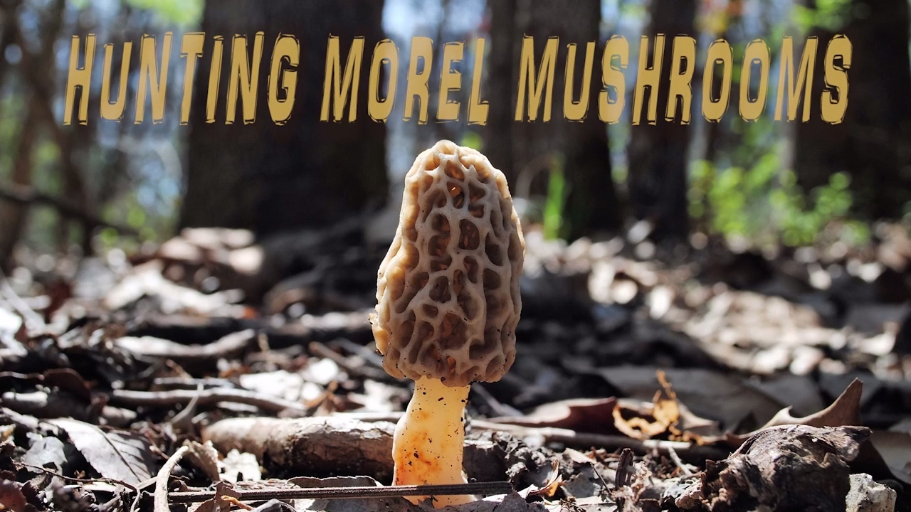 Hunting Morels in the Ozarks YouTube