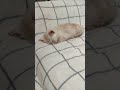 カワイイきなこ餅が落ちてました🐱 #cat #好きな子猫 #好きな子猫 #kitten #kitten #gatto #子ネコ #エウレカねこ部 #kitty #pets #保護猫 #子猫