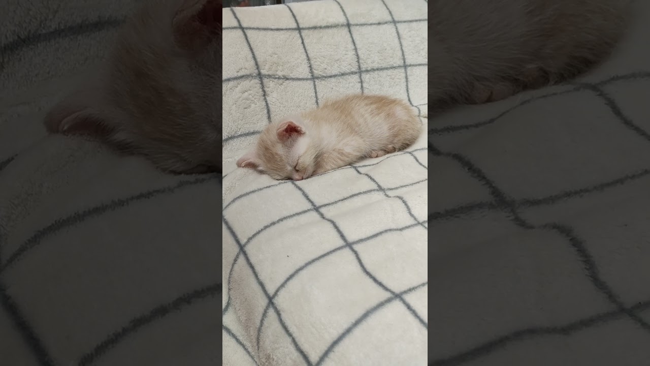 カワイイきなこ餅が落ちてました🐱 #cat #好きな子猫 #好きな子猫 #kitten #kitten #gatto #子ネコ #エウレカねこ部 #kitty #pets #保護猫 #子猫