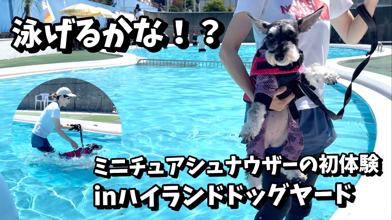 【初体験】ミニチュアシュナウザー初めてのプール挑戦！ハイランドドッグヤードで大奮闘