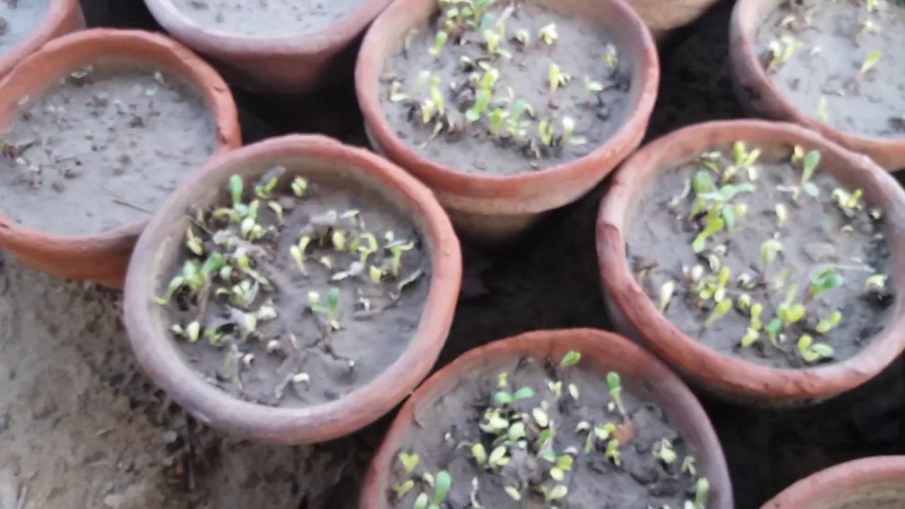 How To Seasonal Flower seed Care Growing tips Urdu Hindi YouTube