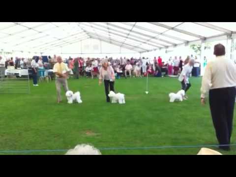 Bichon Frise Dog Challenge 2010