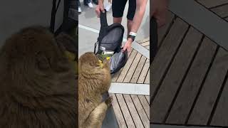 Guy Was Robbed by a Monkey That Wanted Bananas