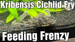 Kribensis Cichlid Fry Feeding Frenzy by Travis Stevens 1,587 views 3 years ago 23 seconds
