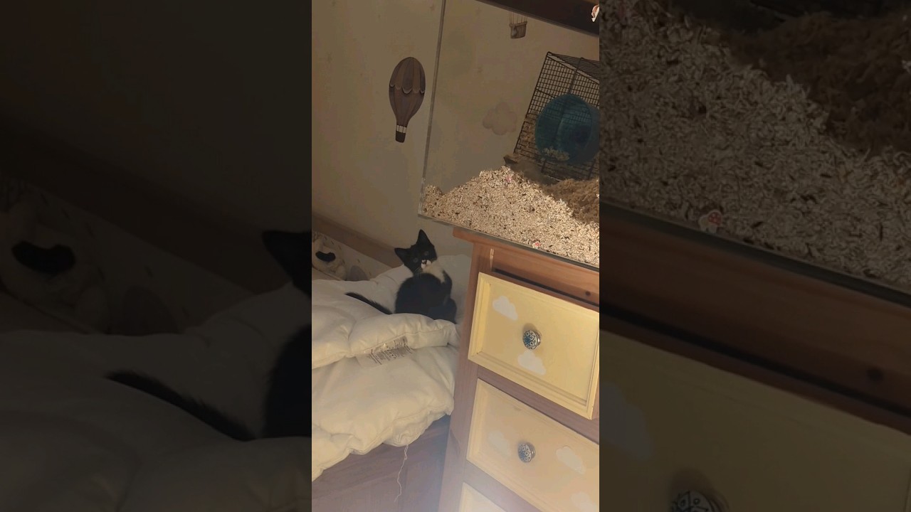 Cat up to no good!! with pet Gerbil 😓 