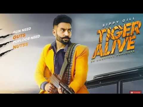 TIGER-ALIVE sippy Gill