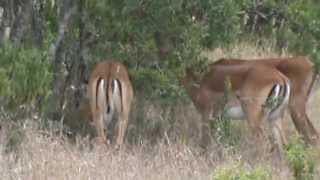 JAMBO! - Kenya 2012