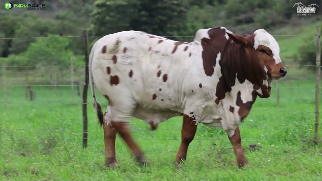 Cape Prestige Boran Presents Polamo Picasso HJ 15-35 Lot 59