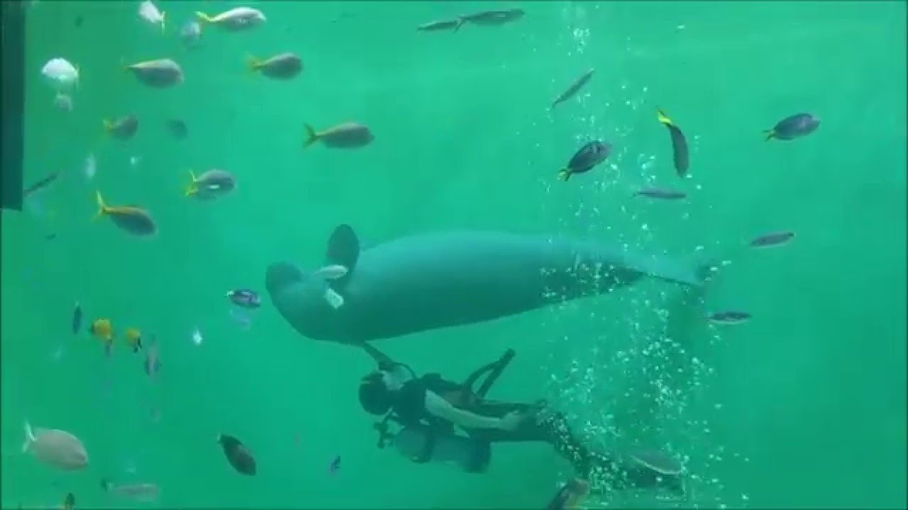 ジュゴンのセレナと飼育員さん 鳥羽水族館 Youtube