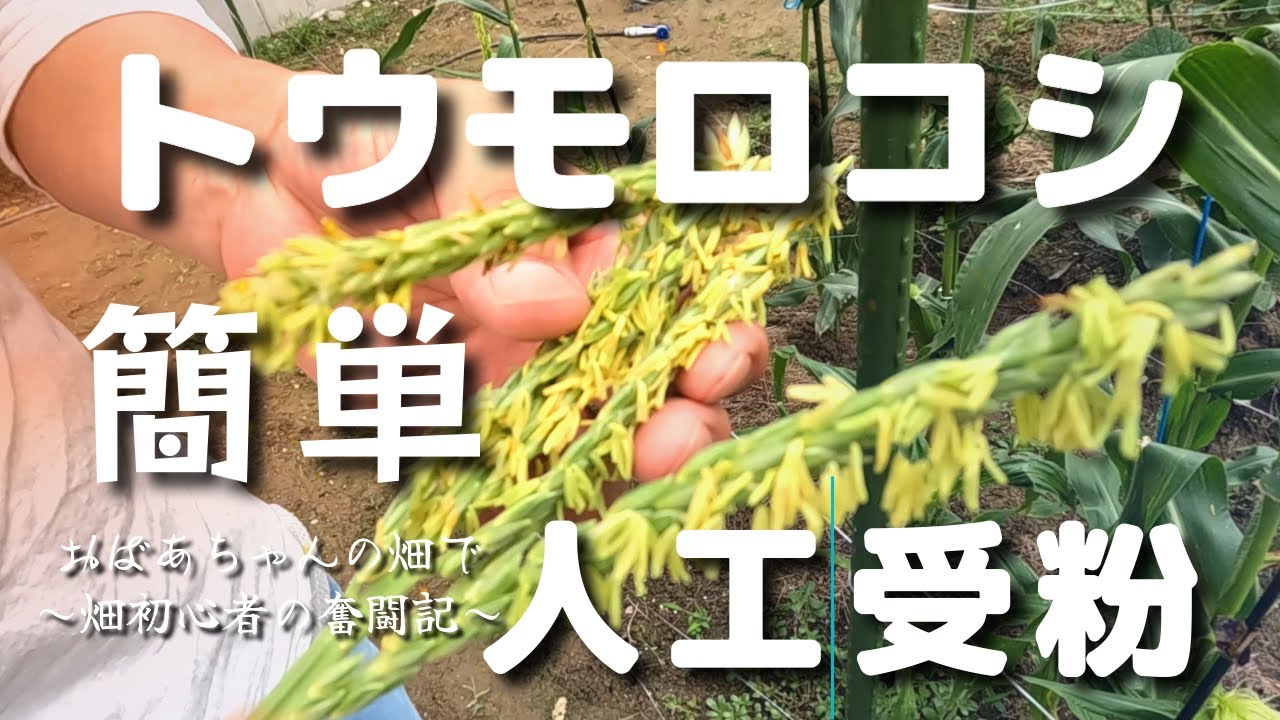 【トウモロコシ受粉】簡単にできる人工受粉の方法とポイント♪