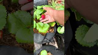 Beautiful strawberries 🍓 #garden #blackcreator #mybackyardgarden #contentcreator #gardening