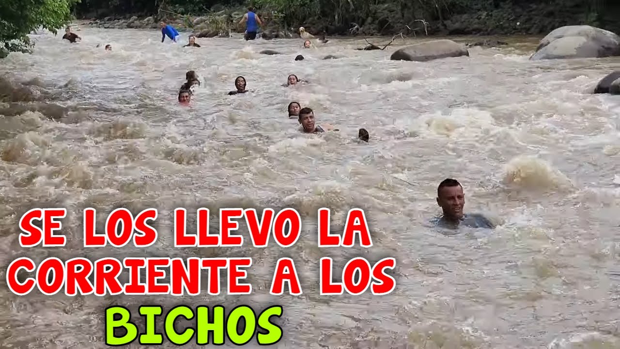 ⁣Los Bichos encuentran diversión donde sea y con lo que sea. Clavados desde este arbolito. P 8