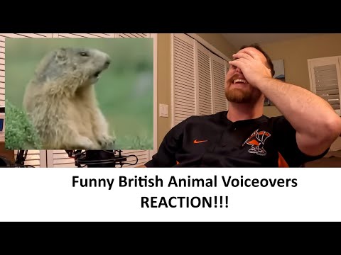 American Reacts to Funny British Animal Voiceovers REACTION