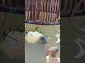 Unique Hook Fishing Video, with cauliflower fish traps#fish #fishing #fishingtips #viralvideo