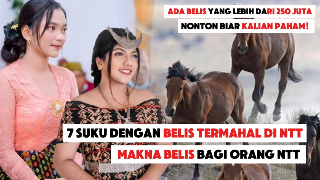 Belis Termahal Di NTT | Ada Belis Yang Lebih Dari 250 Juta Loh!