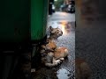 #AnimalTruth #CatHumanity #shorts rvml #shorts kL0V