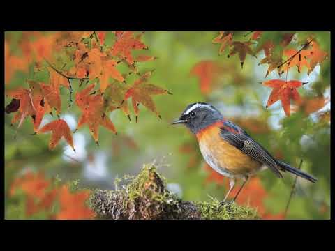 Плещеев "Дети и птичка"