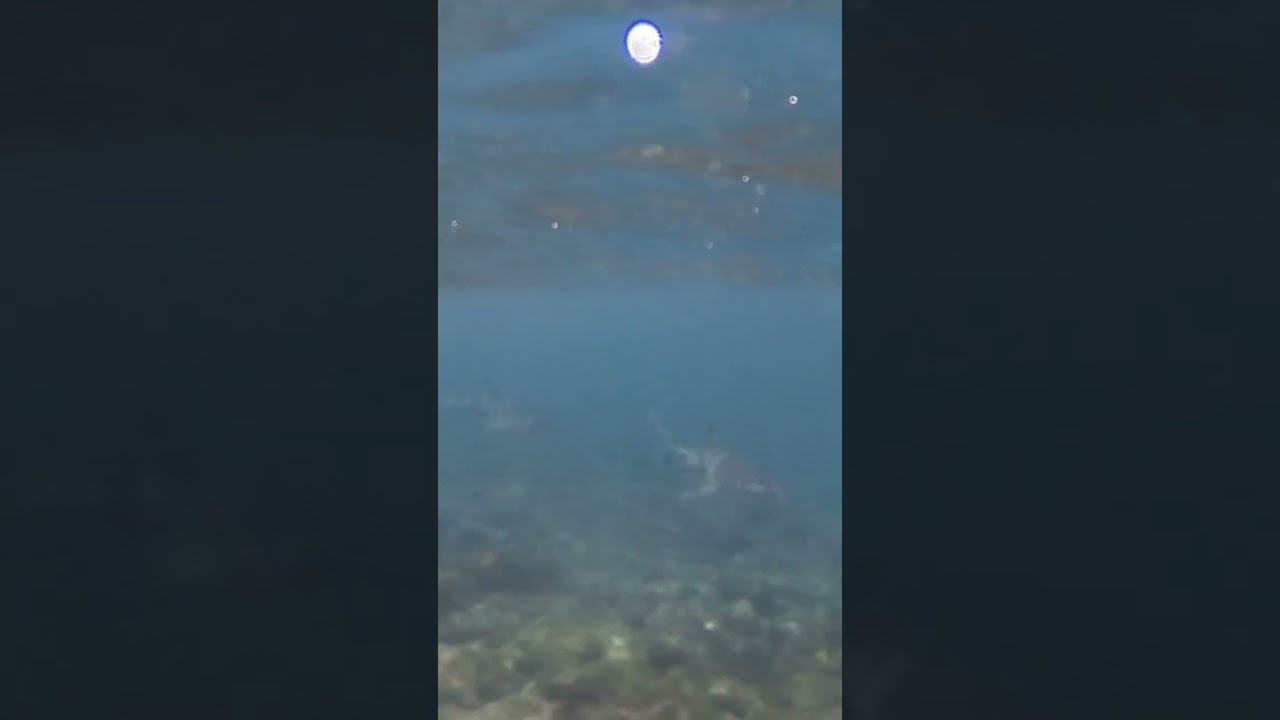 Sharks Spotted Snoopy Island, UAE 