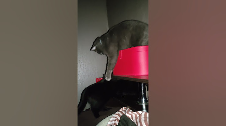 Тот случай,когда маленькая кошка доигралась🤣❤️Дружная семейка🐾🐈‍⬛#cat#animals#кот#приколы #shorts